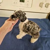 SPECIAL Blue merle parti male, a male Miniature Schnauzer for sale in Niles, MI – Photo 7 of 7