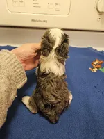 Blue merle parti male #2, a male Miniature Schnauzer for sale in Niles, MI – Photo 2 of 7