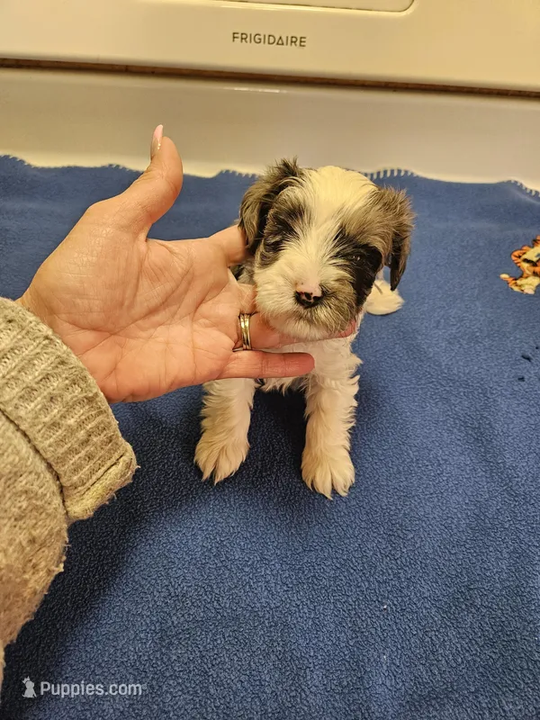 Blue merle parti male #2