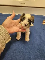 Blue merle parti male #2, a male Miniature Schnauzer for sale in Niles, MI – Photo 1 of 7