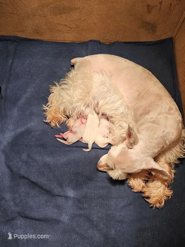 Toy Wheaton female  – Miniature Schnauzer puppy for sale in Niles, MI