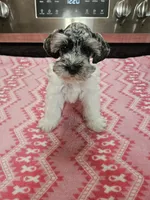 Blue tan merle parti female mega coated ready to go now!, a female Miniature Schnauzer for sale in Niles, MI – 5 of 5
