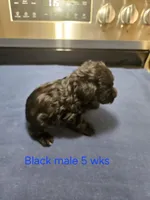 Black male , a male Miniature Schnauzer for sale in Niles, MI – 3 of 4
