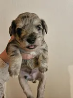 Blue tan merle male, a male Miniature Schnauzer for sale in Niles, MI – 2 of 5