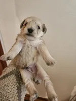 Sable wheaton tan pepper merle #2, a male Miniature Schnauzer for sale in Niles, MI – 5 of 5