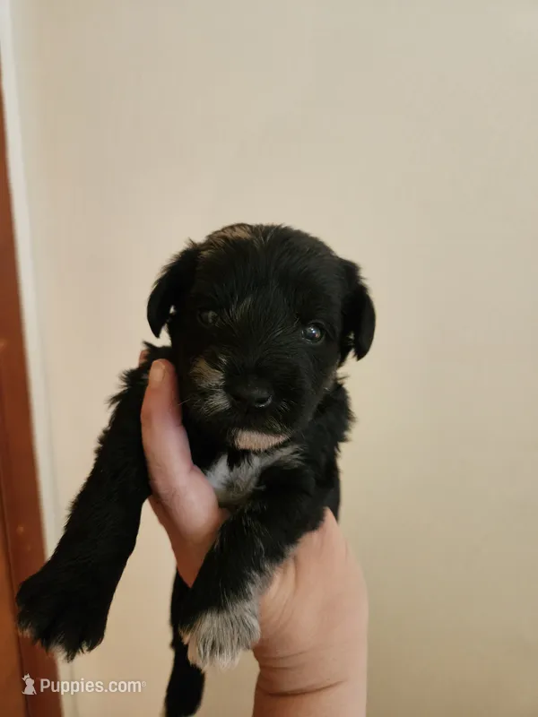Black merle male – Miniature Schnauzer puppy for sale in Niles, MI