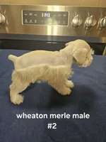  wheaton merle #2 Has 2 hazel eyes! Ready to go now!, a male Miniature Schnauzer for sale in Niles, MI – 5 of 7