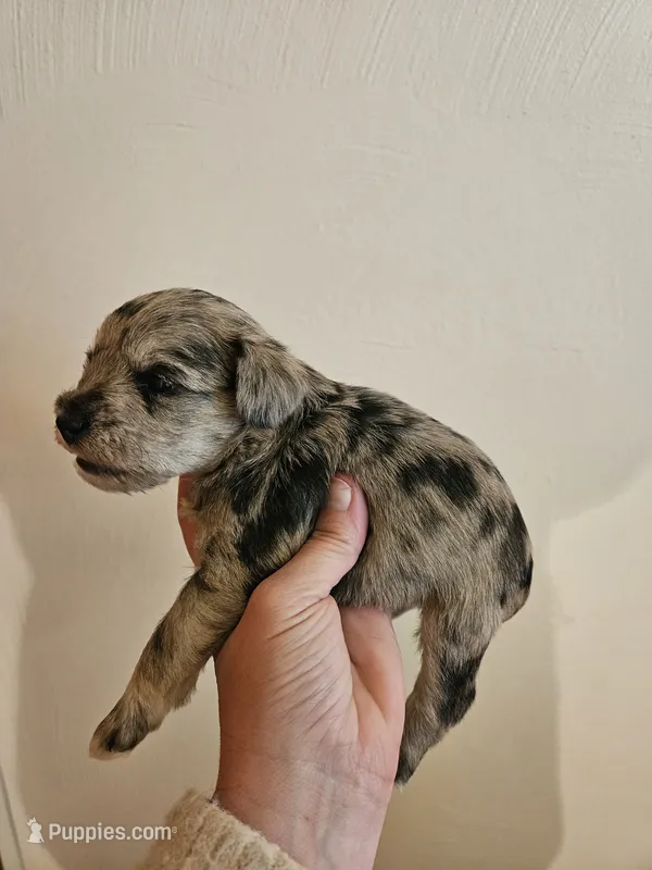Blue tan merle male – Miniature Schnauzer puppy for sale in Niles, MI