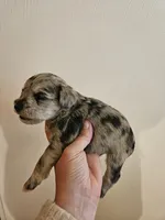 Blue tan merle male, a male Miniature Schnauzer for sale in Niles, MI – 1 of 5