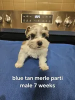 Blue tan merle parti male , a male Miniature Schnauzer for sale in Niles, MI – 2 of 5