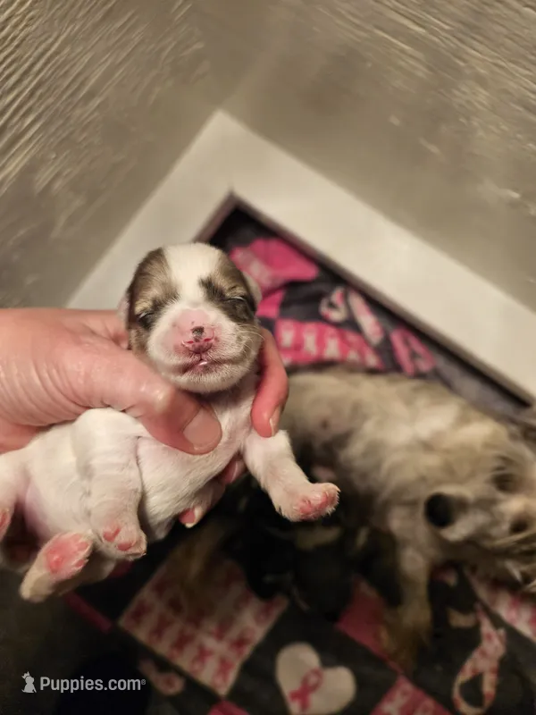 Blue merle parti female – Miniature Schnauzer puppy for sale in Niles, MI
