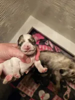 Blue merle parti female, a female Miniature Schnauzer for sale in Niles, MI – 1 of 2