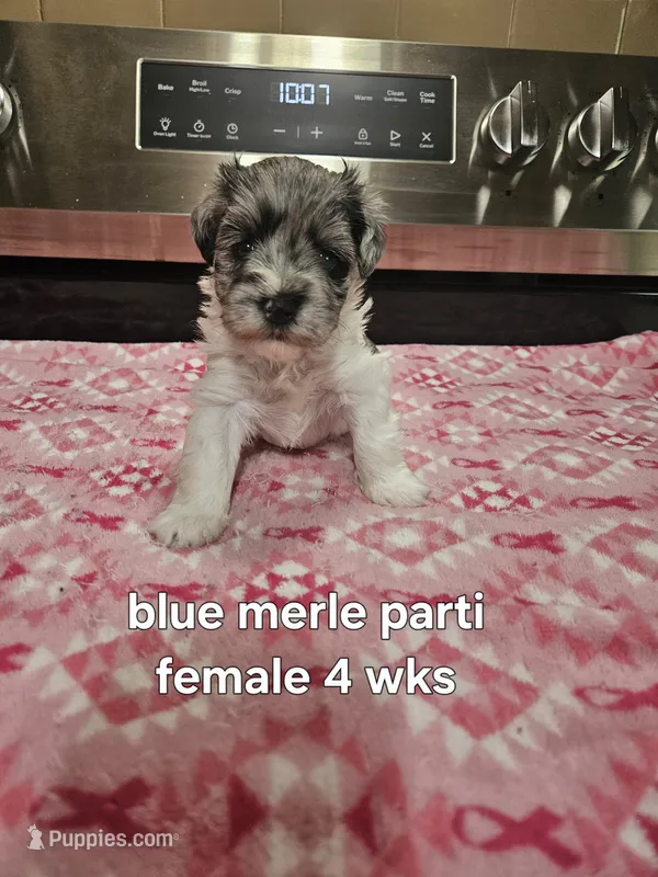 Blue merle parti female  – Miniature Schnauzer puppy for sale in Niles, MI