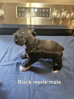 Black merle male ready to go now!, a male Miniature Schnauzer for sale in Niles, MI – 3 of 5