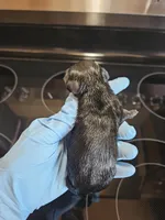 Black male #2, a male Miniature Schnauzer for sale in Niles, MI – Photo 2 of 2