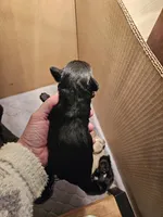 Black male #2, a male Miniature Schnauzer for sale in Niles, MI – Photo 2 of 2