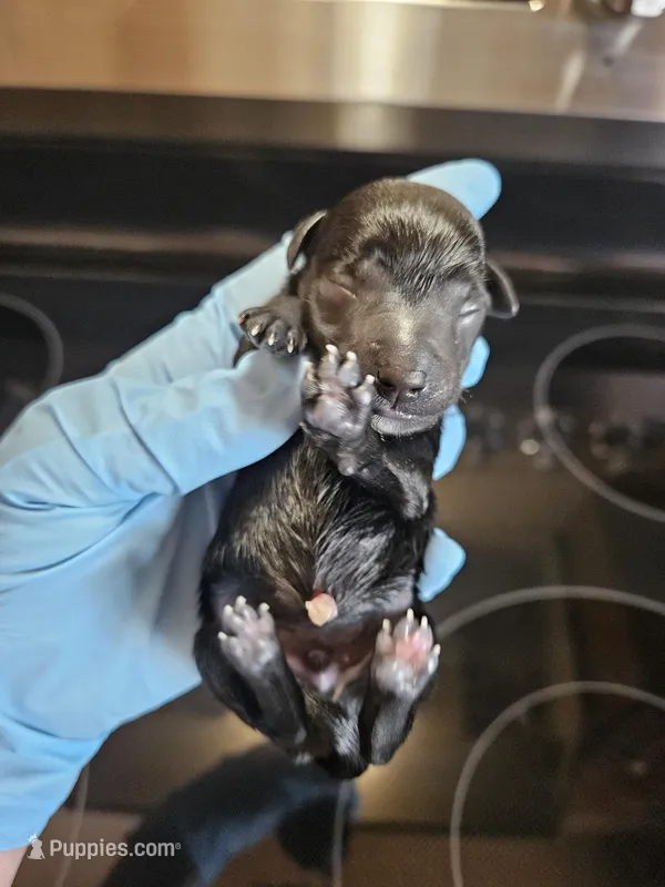 Black male #2 – Miniature Schnauzer puppy for sale in Niles, MI