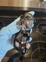 Black male #2, a male Miniature Schnauzer for sale in Niles, MI – Photo 1 of 2