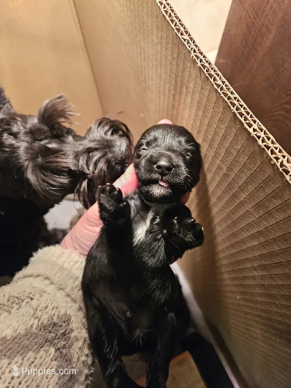 Black male #2, a male Miniature Schnauzer for sale in Niles, MI – Photo 1 of 2
