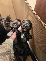 Black male #2, a male Miniature Schnauzer for sale in Niles, MI – Photo 1 of 2
