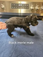 Black merle male ready to go now!, a male Miniature Schnauzer for sale in Niles, MI – 5 of 5