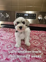 Sable wheaton merle parti female blue eye ready to go now , a female Miniature Schnauzer for sale in Niles, MI – 3 of 5