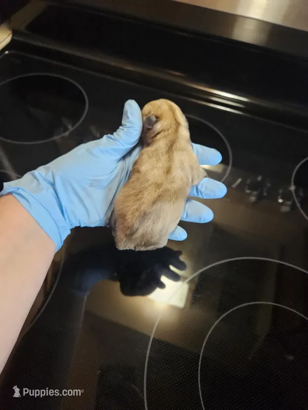 Liver tan pepper merle (M) – Miniature Schnauzer puppy for sale in Niles, MI