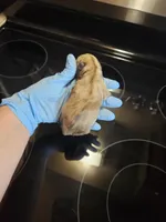 Liver tan pepper merle (M), a male Miniature Schnauzer for sale in Niles, MI – Photo 1 of 2