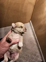 Liver tan pepper merle (M), a male Miniature Schnauzer for sale in Niles, MI – Photo 2 of 5