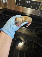 Liver tan pepper merle (M), a male Miniature Schnauzer for sale in Niles, MI – Photo 2 of 2