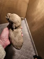 Liver tan pepper merle (M), a male Miniature Schnauzer for sale in Niles, MI – Photo 3 of 5
