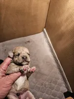 Liver tan pepper merle (M), a male Miniature Schnauzer for sale in Niles, MI – Photo 5 of 5