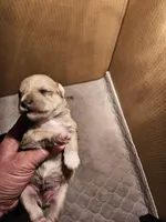 Liver tan pepper merle (M), a male Miniature Schnauzer for sale in Niles, MI – Photo 1 of 5