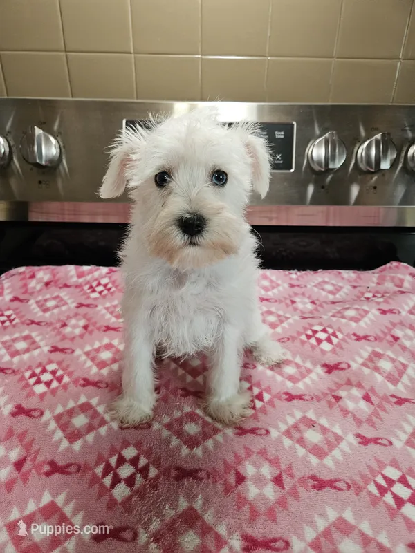 toy wheaton female 2 blue eyes ready to go! – Miniature Schnauzer puppy for sale in Niles, MI