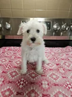 wheaton female 2 blue eyes ready to go!, a female Miniature Schnauzer for sale in Niles, MI – 1 of 6