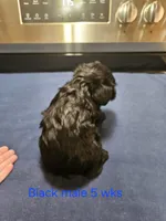 Black male , a male Miniature Schnauzer for sale in Niles, MI – 4 of 4