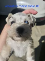  wheaton merle #1 (M) 2 blue eyes, a male Miniature Schnauzer for sale in Niles, MI – 10 of 10