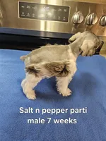 Salt n pepper parti male ready to go now, a female Miniature Schnauzer for sale in Niles, MI – 4 of 4