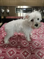 wheaton female 2 blue eyes ready to go!, a female Miniature Schnauzer for sale in Niles, MI – 5 of 6