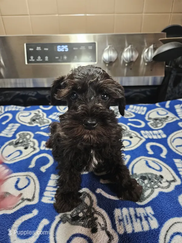 Black male ready to go now! – Miniature Schnauzer puppy for sale in Niles, MI