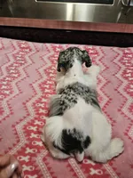 Blue tan merle parti female mega coated ready to go now!, a female Miniature Schnauzer for sale in Niles, MI – 3 of 5