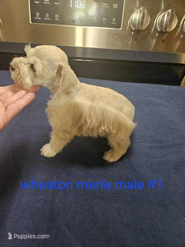  wheaton merle #1 (M) 2 blue eyes – Miniature Schnauzer puppy for sale in Niles, MI