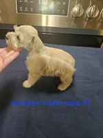 wheaton merle #1 (M) 2 blue eyes, a male Miniature Schnauzer for sale in Niles, MI – 1 of 10