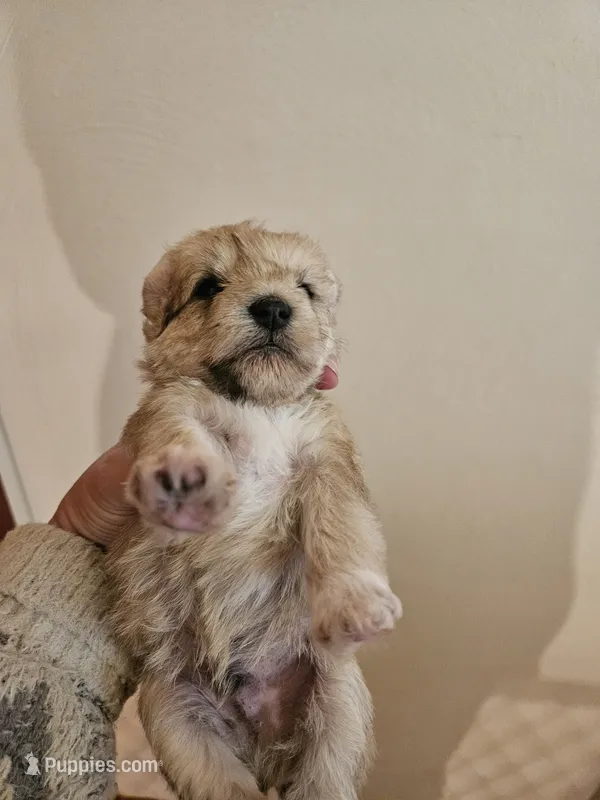 Sable wheaton tan pepper merle (M) – Miniature Schnauzer puppy for sale in Niles, MI