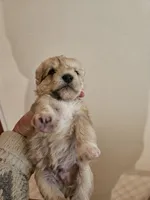 Sable wheaton tan pepper merle (M), a male Miniature Schnauzer for sale in Niles, MI – 1 of 4