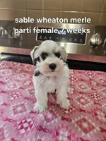 Sable wheaton merle parti female blue eye ready to go now , a female Miniature Schnauzer for sale in Niles, MI – 2 of 5