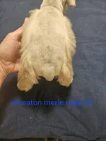  wheaton merle #1 (M) 2 blue eyes, a male Miniature Schnauzer for sale in Niles, MI – 6 of 10