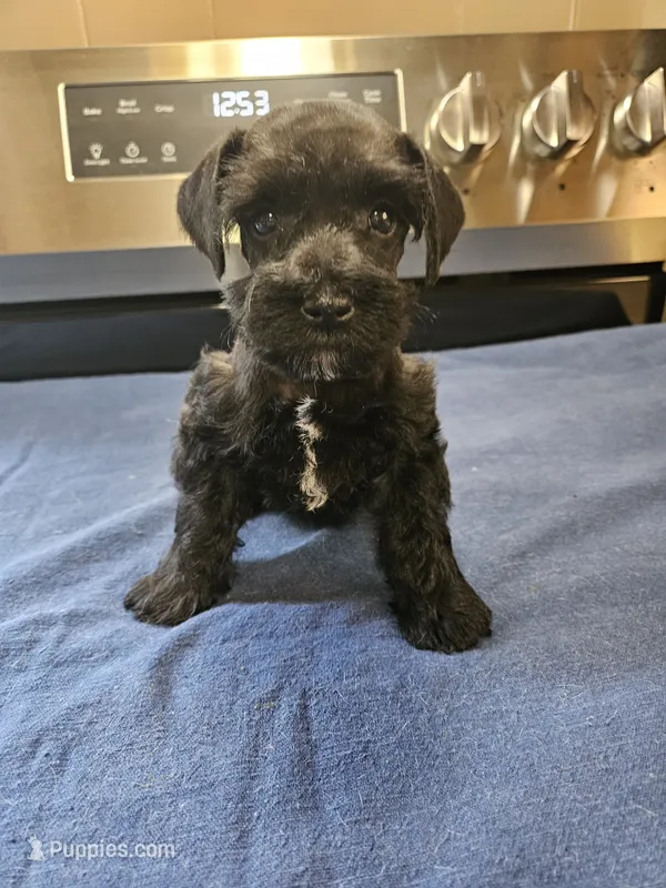 Black male  – Miniature Schnauzer puppy for sale in Niles, MI