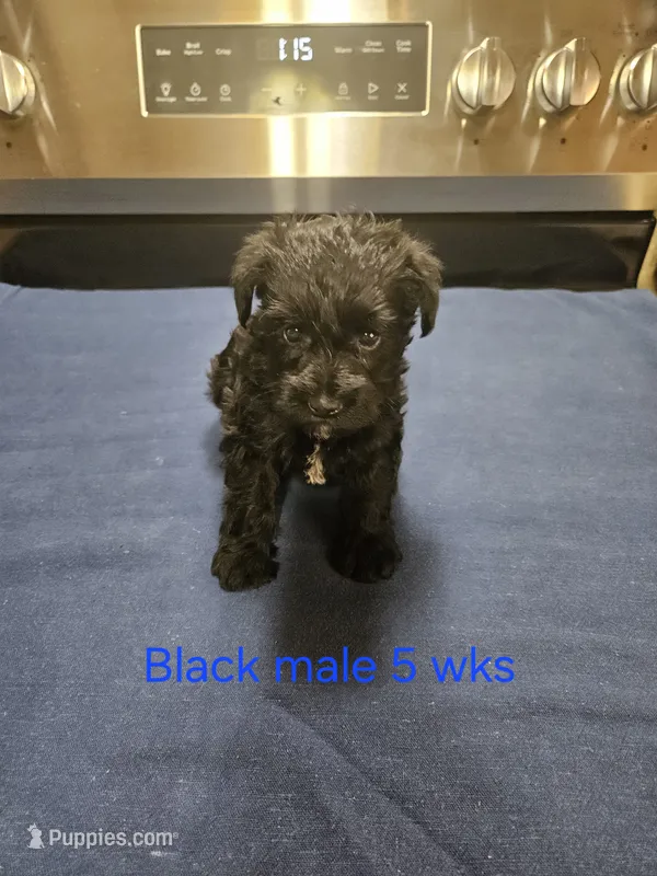 Black male  – Miniature Schnauzer puppy for sale in Niles, MI
