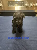Black male , a male Miniature Schnauzer for sale in Niles, MI – 1 of 4
